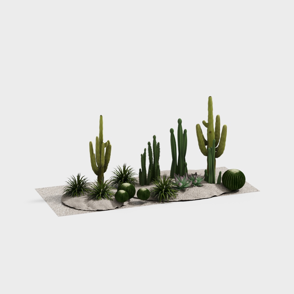 Modern courtyard cactus landscape