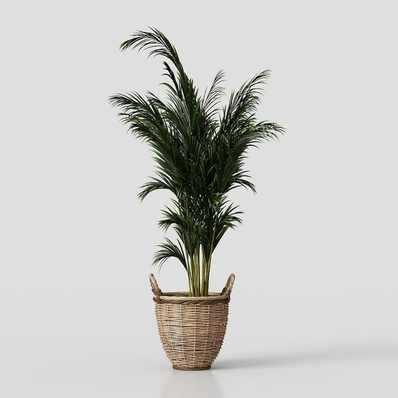 พืชในกระถางสีเขียว