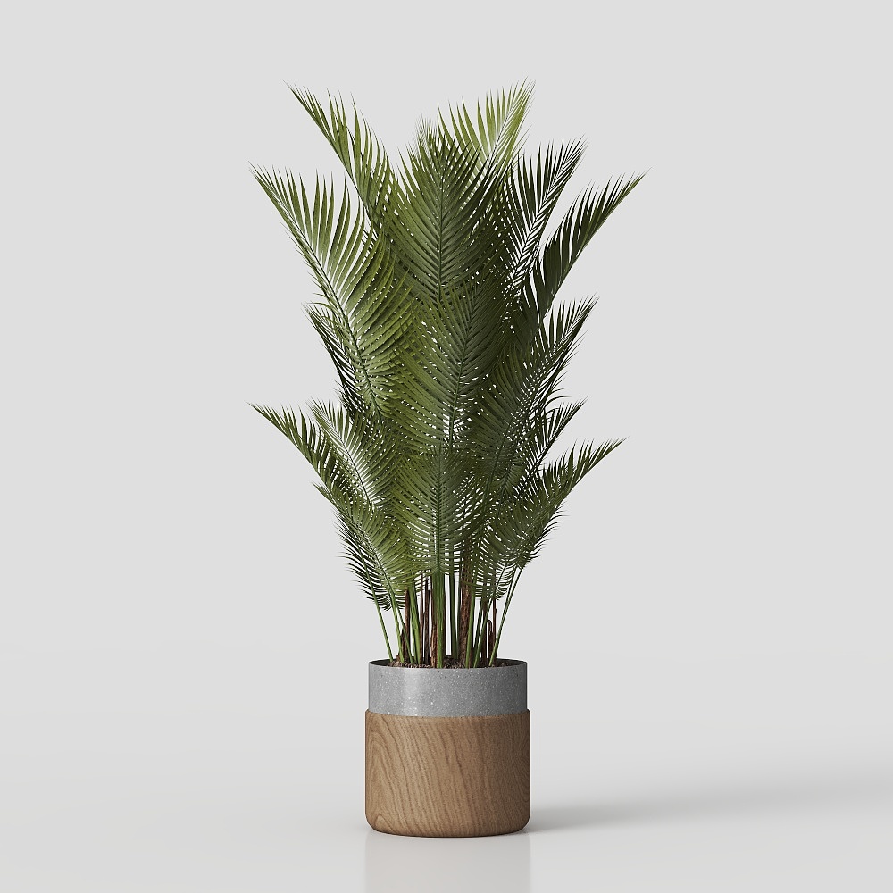 potted plant