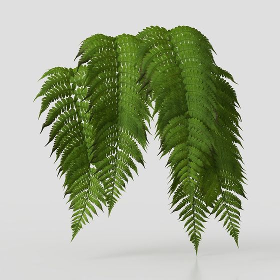 Realistic Fern Plant 3D model