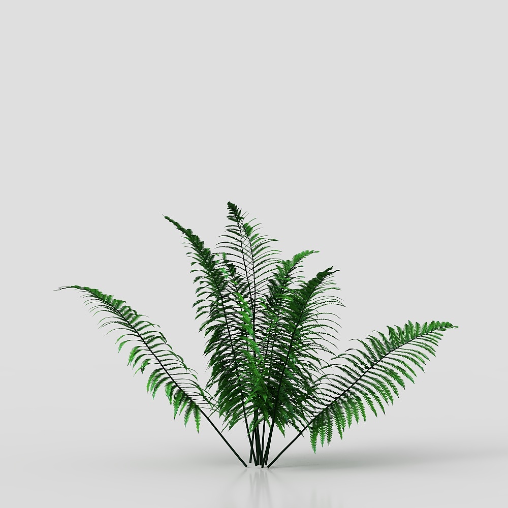 leatherleaf fern