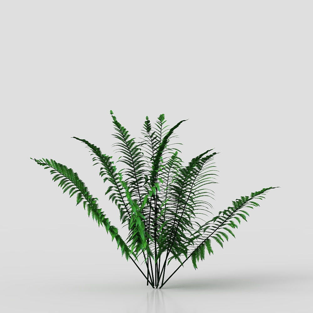 leatherleaf fern