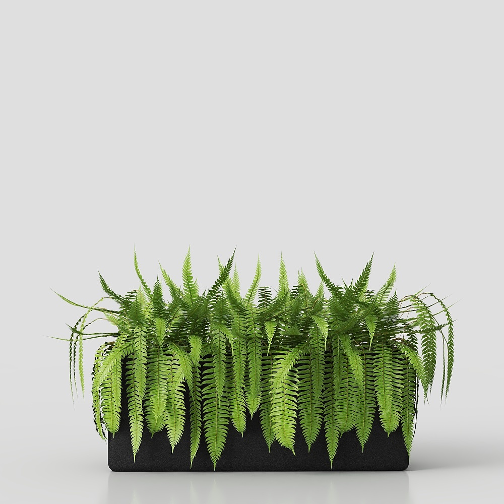 Fern decorative flower pot