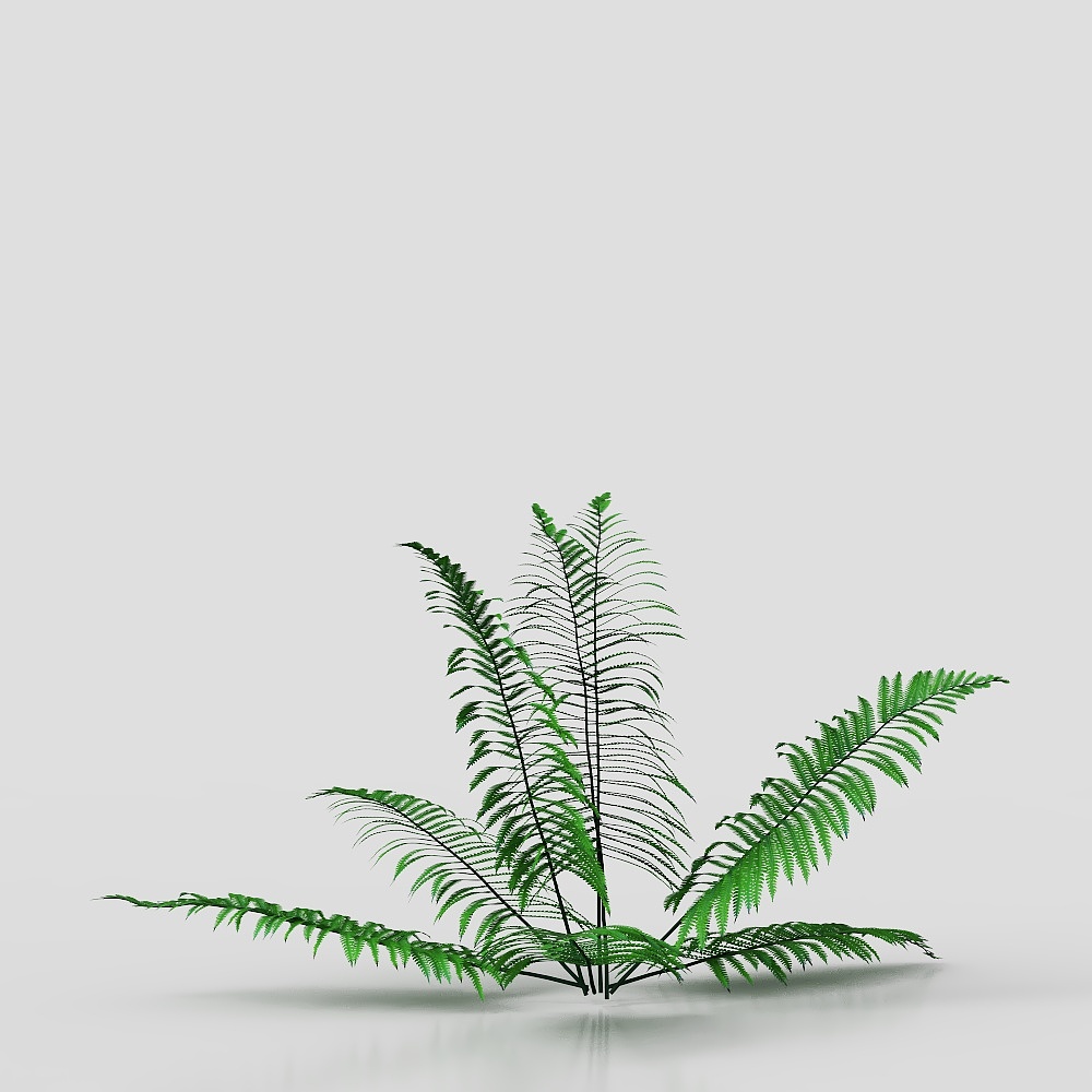 three-pronged fern