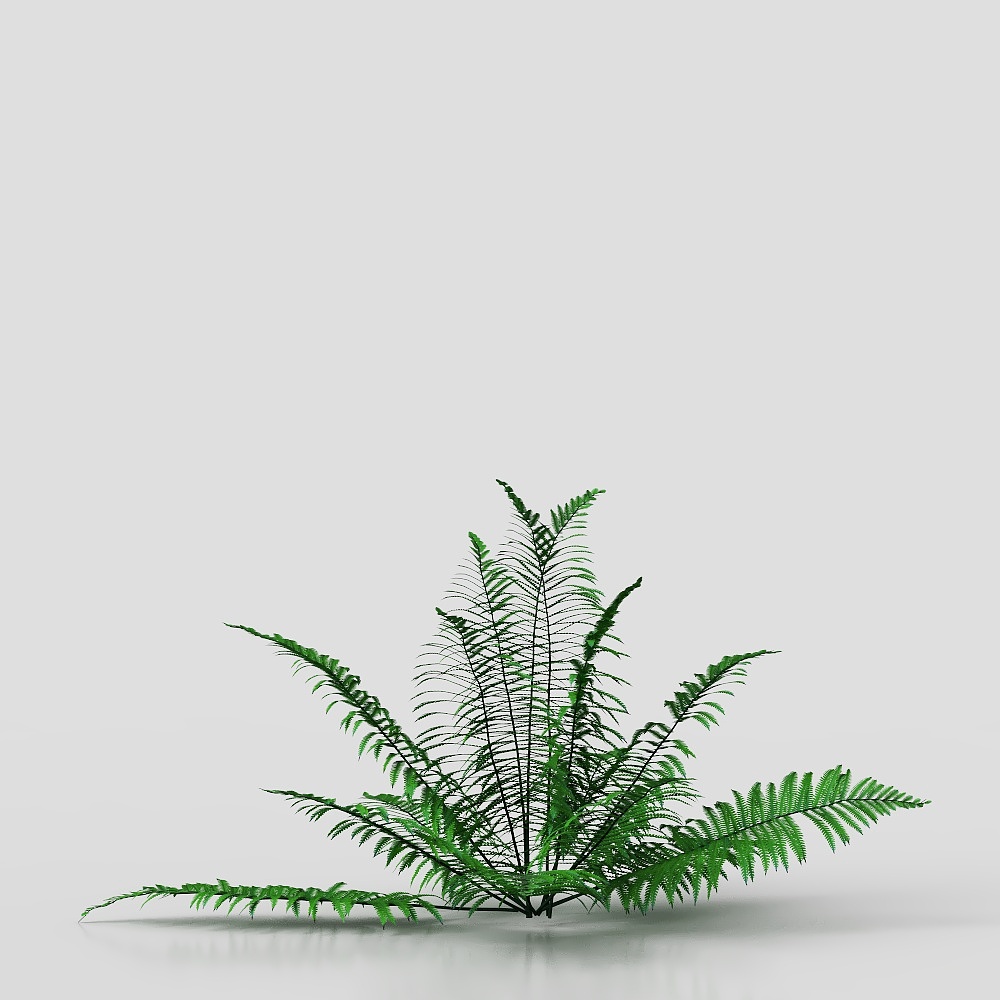 leatherleaf fern