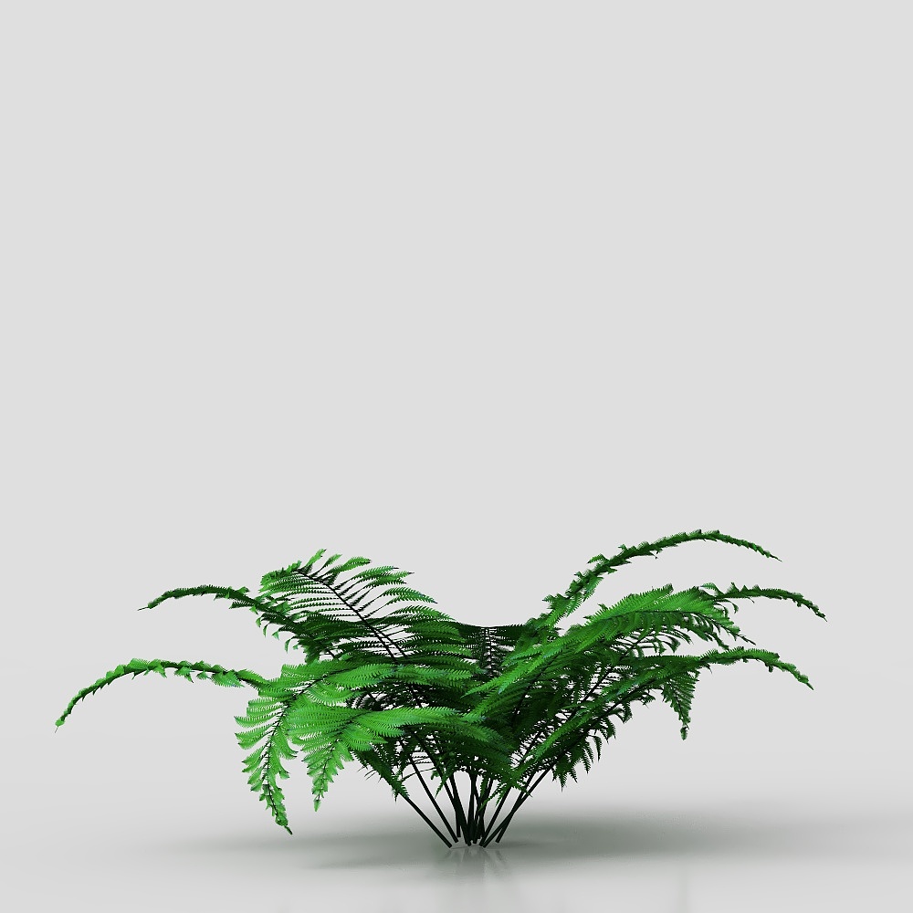 Cogleaf fern