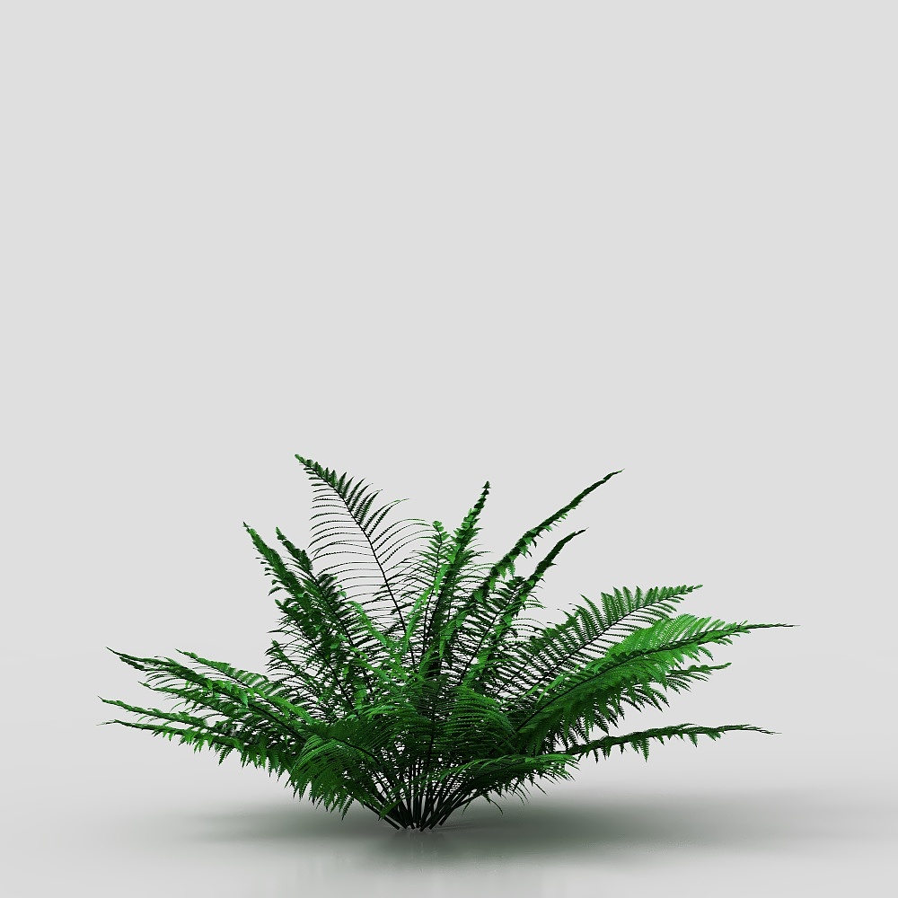 Cogleaf fern