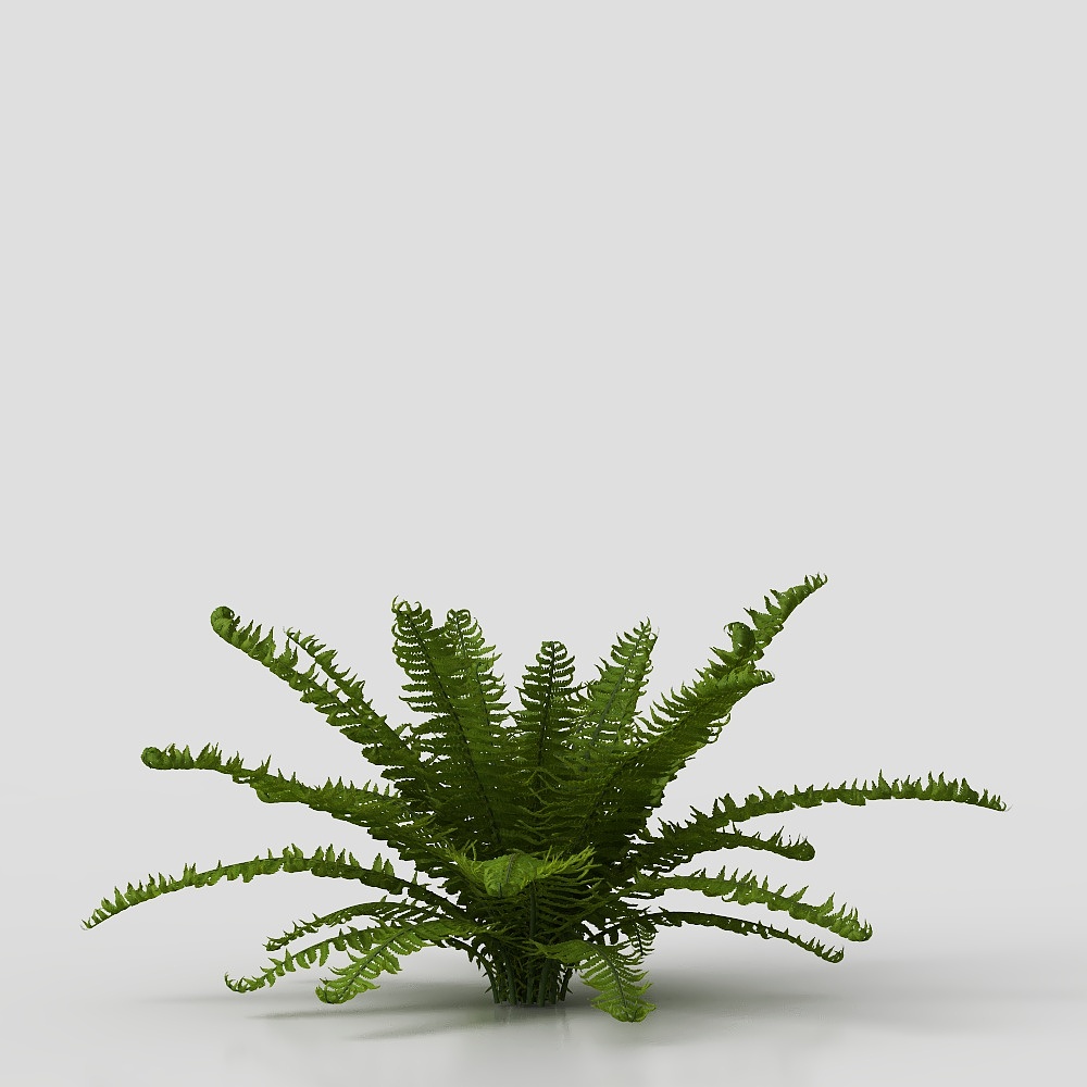 Wolf tail fern