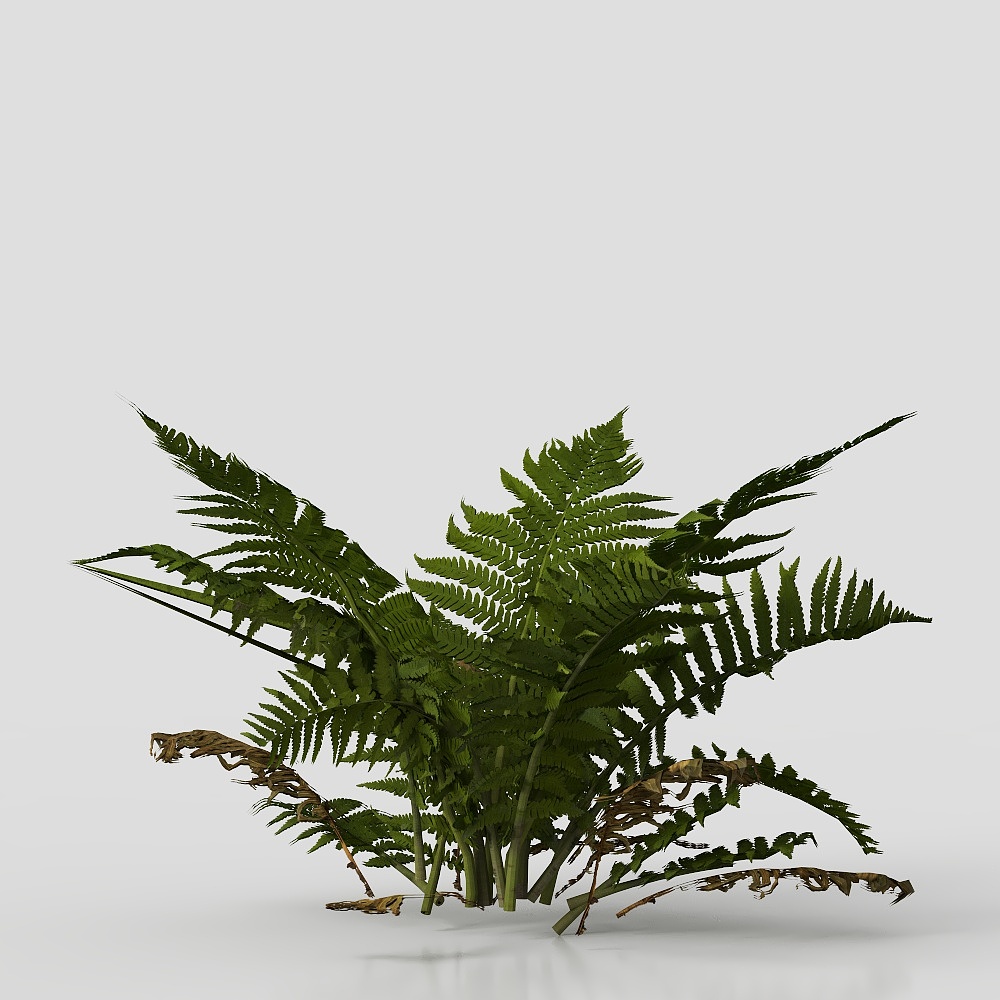 เฟิร์นใบหนัง