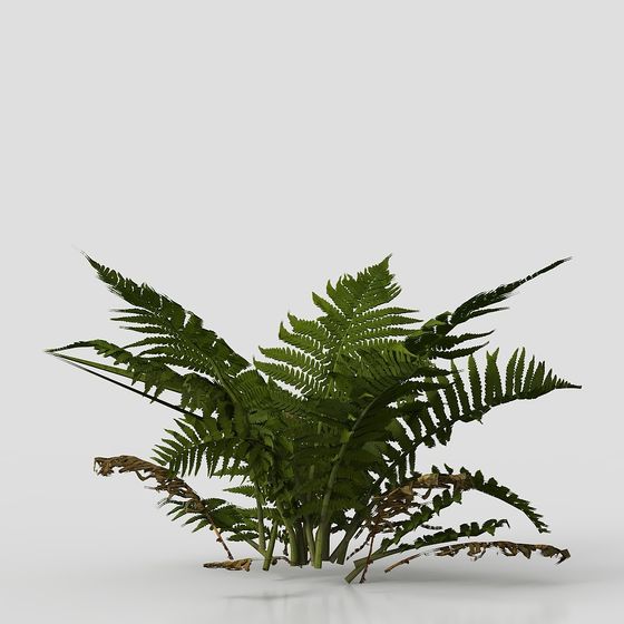 เฟิร์นใบหนัง