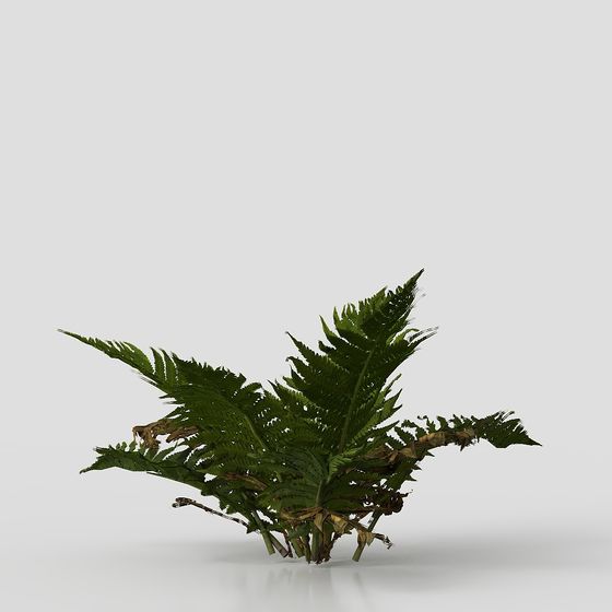 Vibrant Fern Plant 3D Model for Nature-Inspired Designs