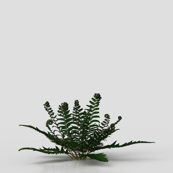 Low-Poly Fern 3D Model for Designers