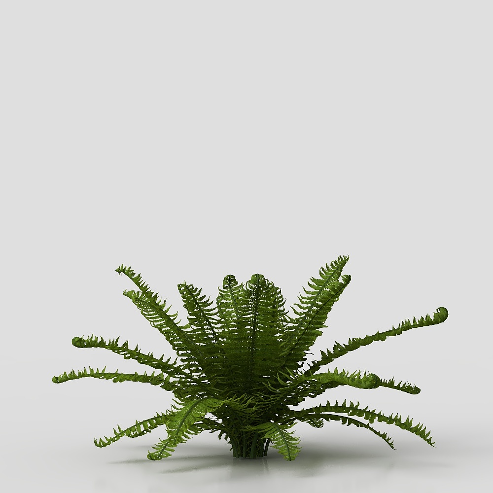 Wolf tail fern