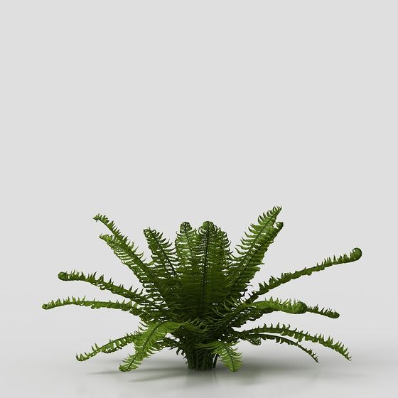 Low-Poly Fern 3D Model for Designers