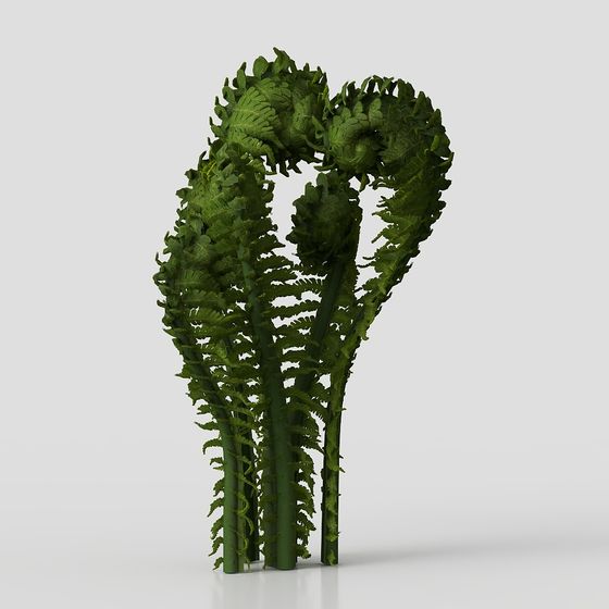 Heart of Fern 3D model