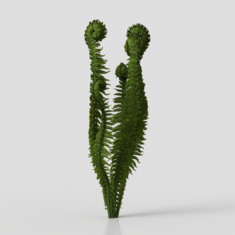 Wolf tail fern