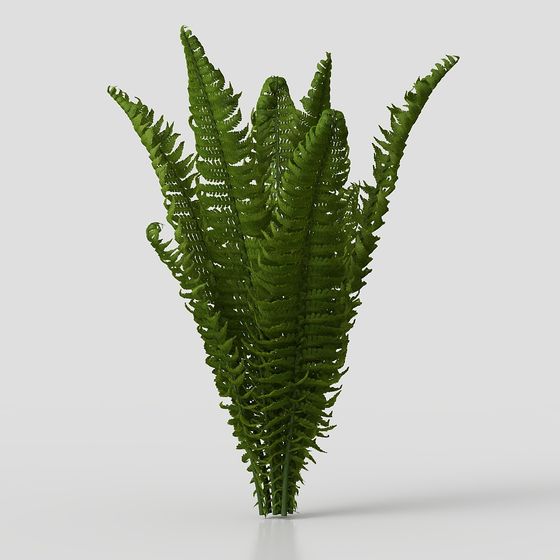 Realistic Fern 3D Model
