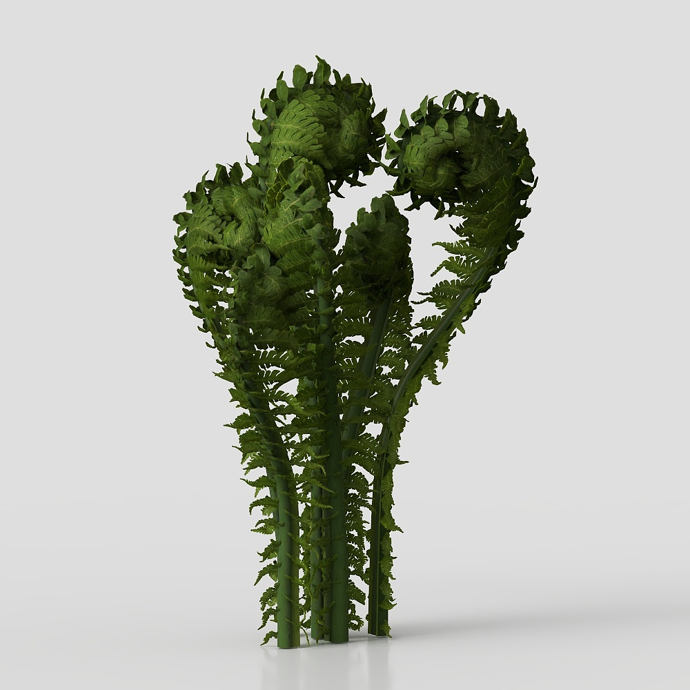 Wolf tail fern