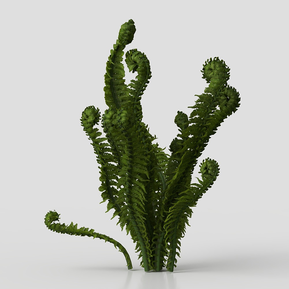 Detailed Fern Plant 3D model for Nature Inspired Designs