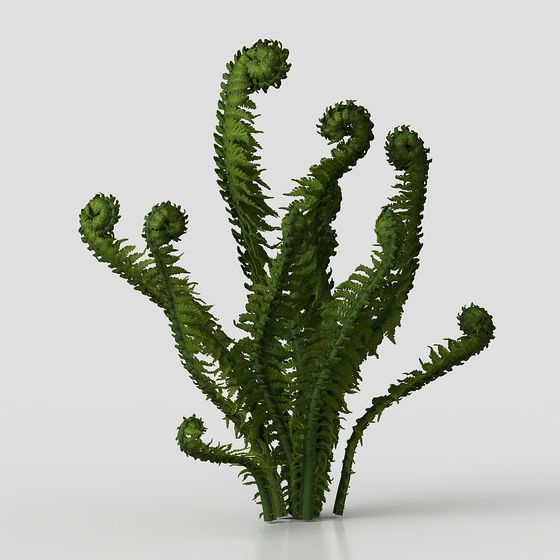 Realistic Fern 3D Model for Nature-Inspired Projects