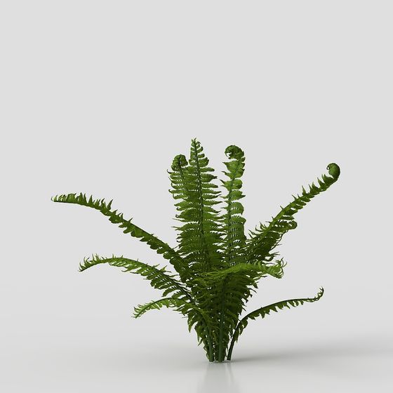 High-Detail Low-Poly Fern 3D Model