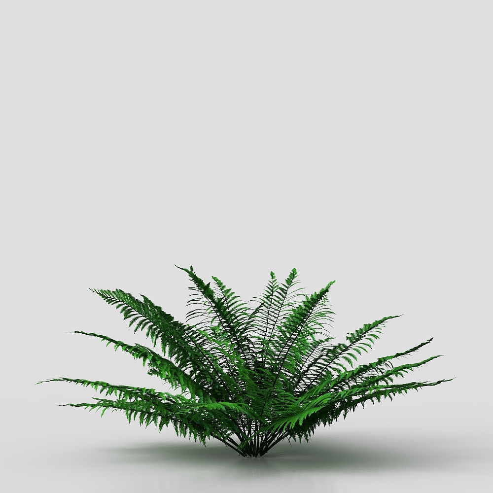 Cogleaf fern