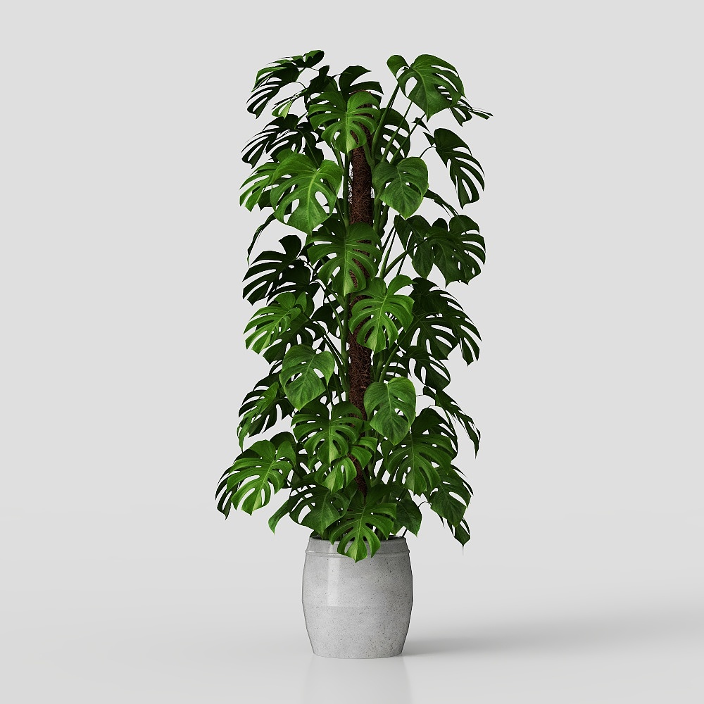 Monstera Deliciosa 3D Model for Vibrant Interiors