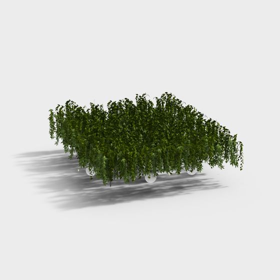 Hanging Vines Plant 3D Model