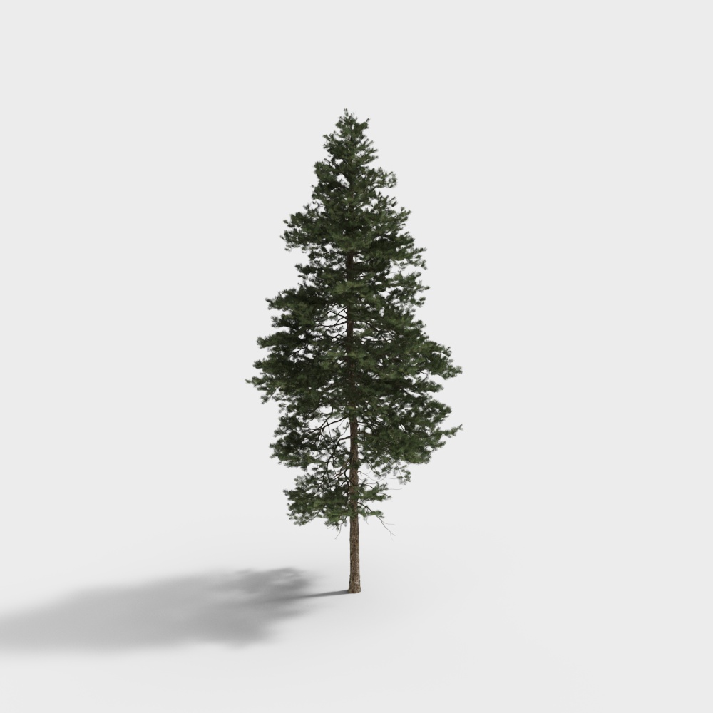 Tall Pine Tree