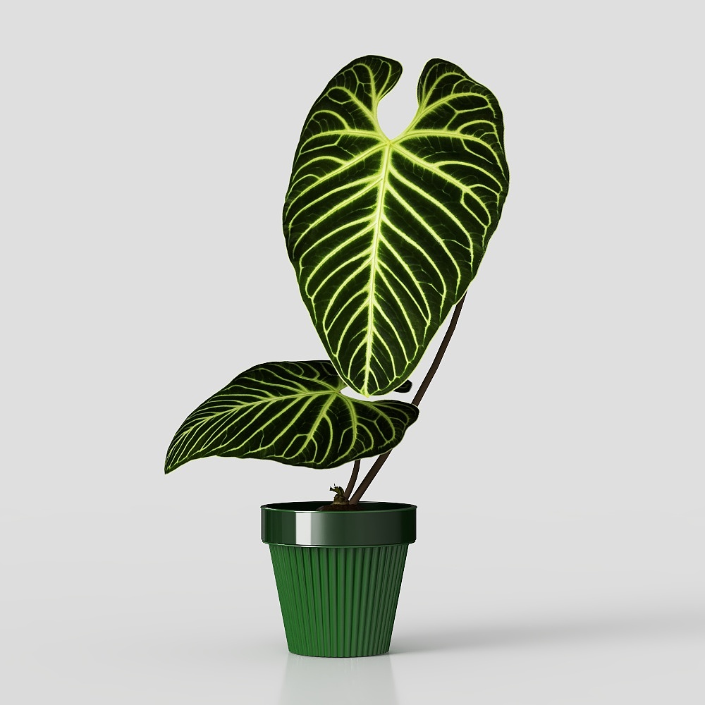 Emperor candle potted plant