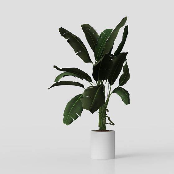Tropical Indoor Plant 3D model for Modern Interiors