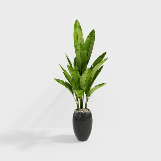 Tropical Style Plant 3D Model