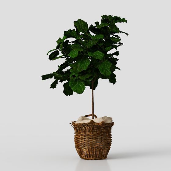 Indoor Green Plant 3D model