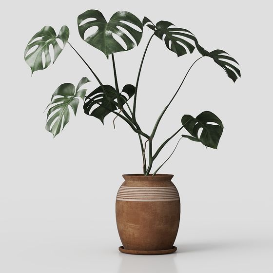 Monstera Plant in Pot 3D model for Creative Spaces