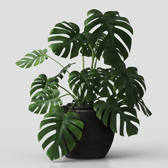 Monstera Deliciosa Plant Pot 3D model