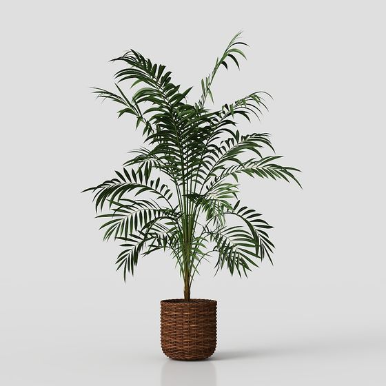 Charming Bamboo Palm 3D model for Indoor Settings