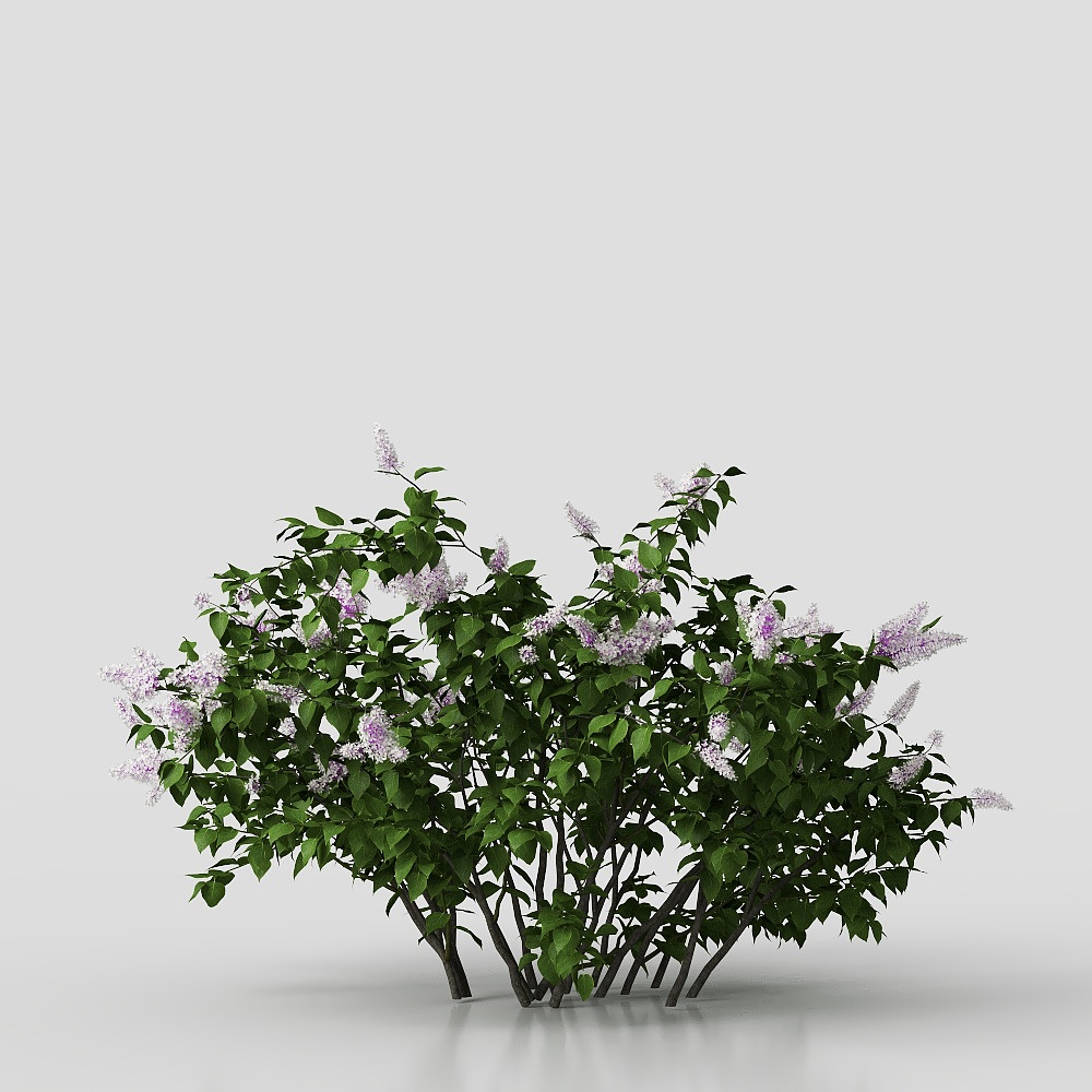 Shrub-Flower-230821-2-YJ