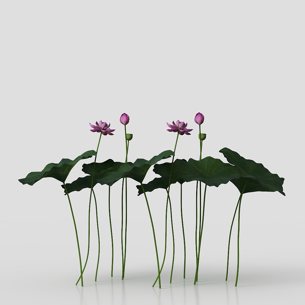 Water Lotus 3D model