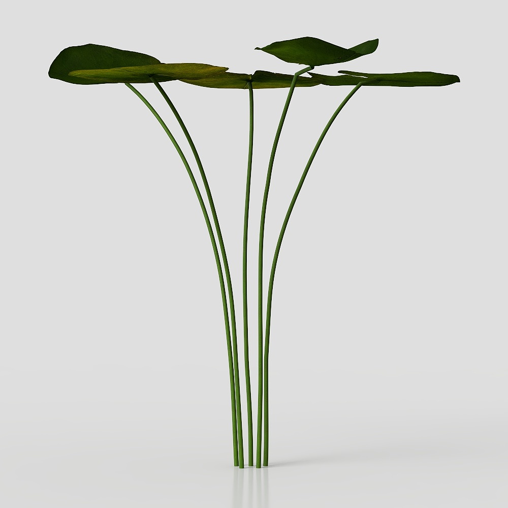 lotus leaf