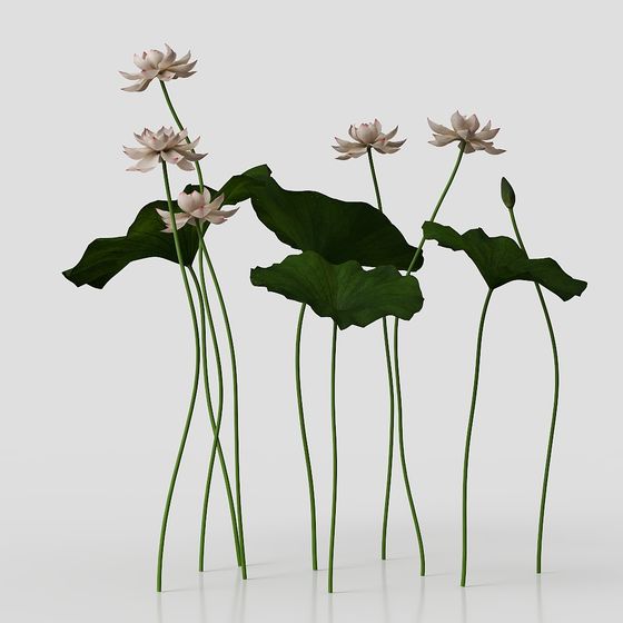 Tranquility of Lotus 3D model