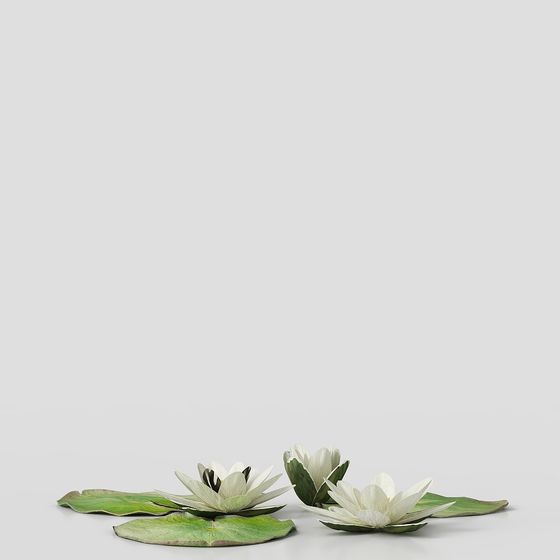 Beautiful Aquatic Lotus 3D Model for Modern Designs