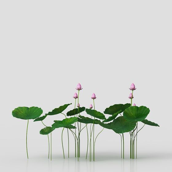 Lotus Pond 3D model for Tranquil Spaces