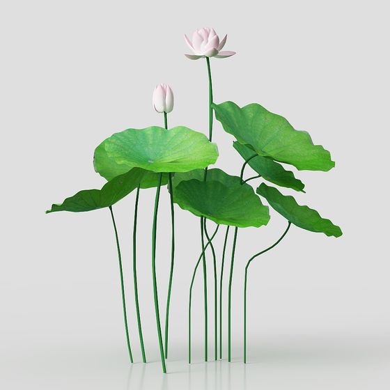 Lotus Pond Serenity 3D Model