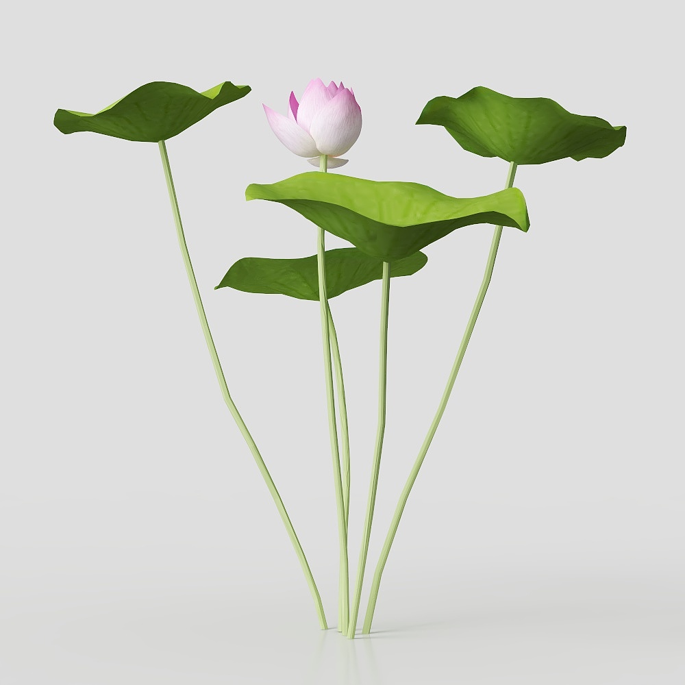 lotus