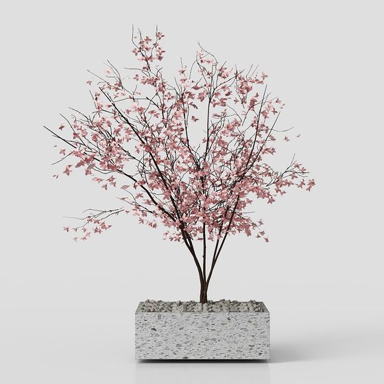 Cherry Blossom Dream 3D Model
