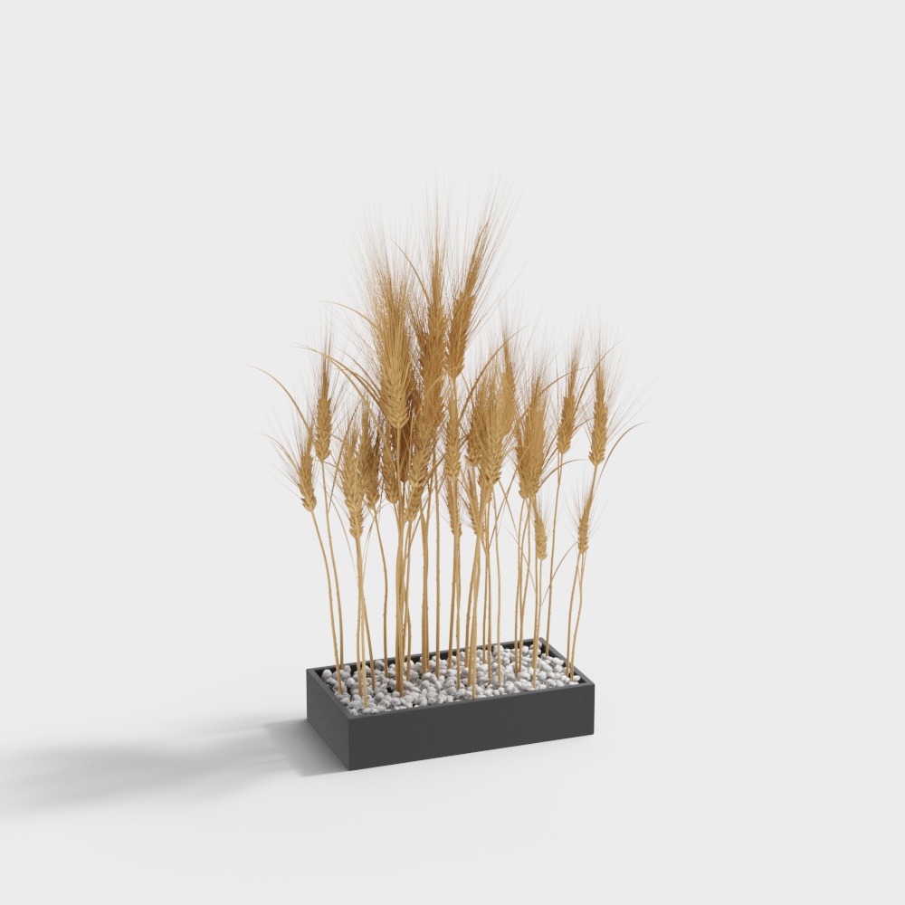 盆栽植物與盆景