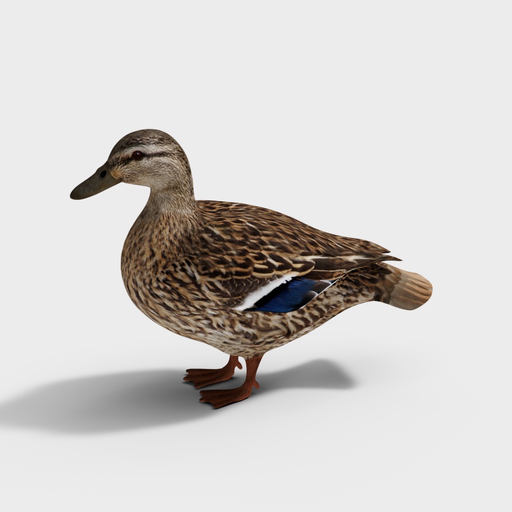 Duck
