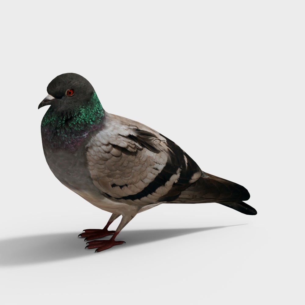 Pigeon