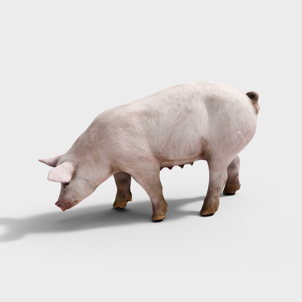 pig