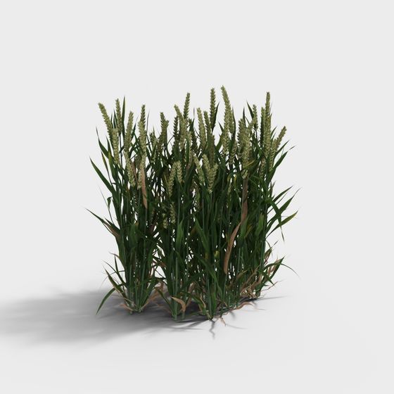 Lifelike Wheat 3D Model for Creative Projects